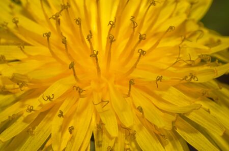 macro image of a yellow dandelion flower