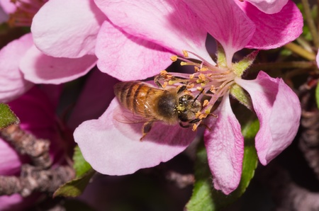 a honey bee pollinates a pink ornamental tree flower blossomの写真素材