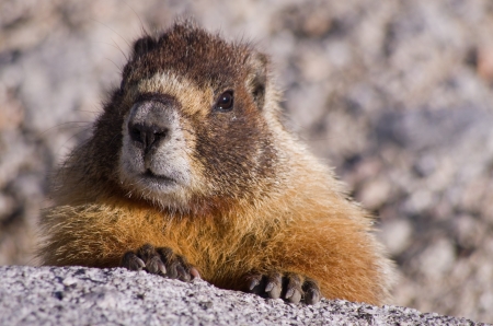 a yellow bellied marmot looks over a granite rock in the Sierra Nevada of Californiaの写真素材