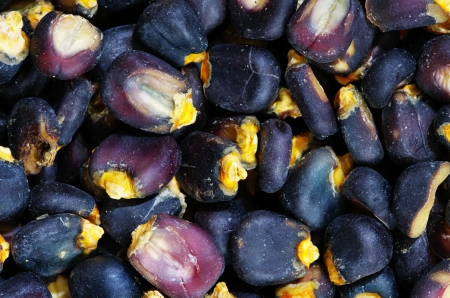 dried blue corn or maize pozole kernels detail の写真素材