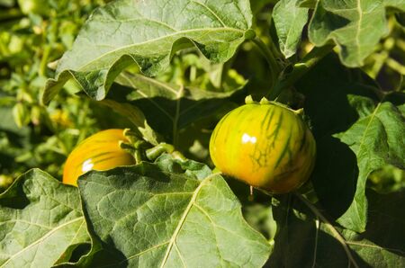 heirloom tomato plant with two yellow and green heirloom tomatoesの写真素材