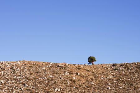 lone tree on a rocky ridge with blue sky copy space behindの写真素材