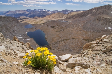 landscape image of Hulsea algida or Alpine gold yellow wildflowers on high mountain over lakeの写真素材