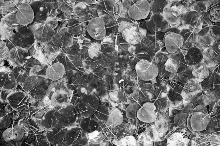 black and white background image of aspen leaves on the groundの写真素材