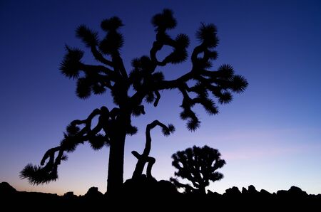 silhouette of an old  joshua tree at Joshua Tree National Park at sunsetの写真素材