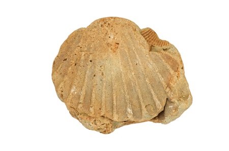 fossil bivalve shell cast isolated on white background