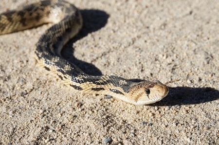 close up of a gopher snake headの写真素材