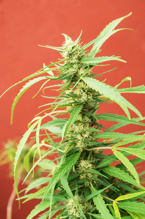 growing marijuana plant with red backgroundの写真素材
