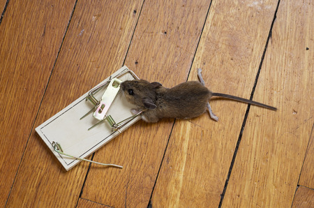 dead mouse caught in a trap on a wood floorの写真素材