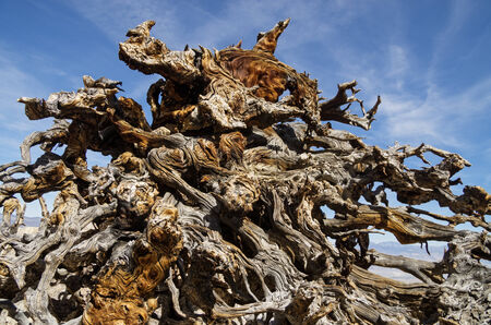 exposed and weathered pine tree root system with contorted branchesの写真素材