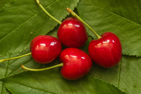 Four red cherries sitting on green cherry leavesの写真素材