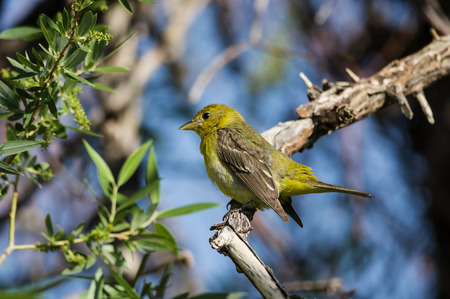 female western tanager bird perched on a branchの写真素材