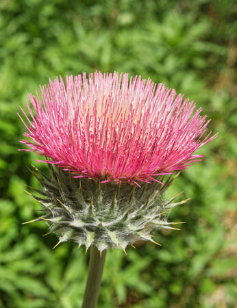 macro image of pink thistle flower の写真素材