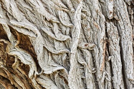 rugged rough bark on an old cottonwood treeの写真素材