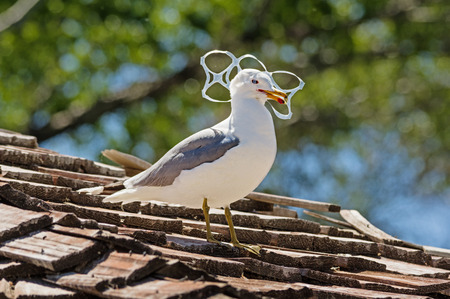 Sea gull trapped in plastic six pack holder pollutionの写真素材