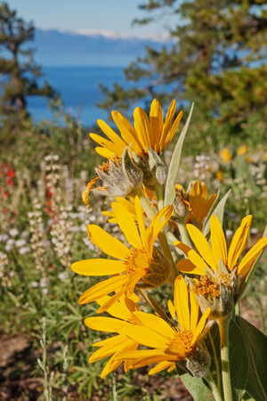 Sierra Nevada wildflowers with out of focus  Lake Tahoe in the backgroundの写真素材