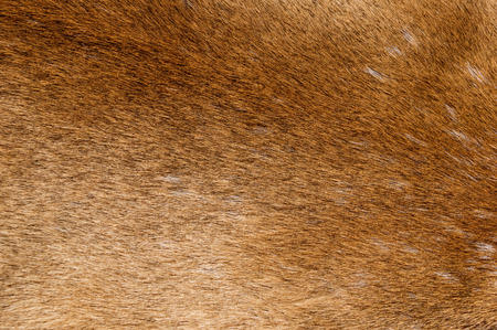 mountain lion fur background texture imageの写真素材