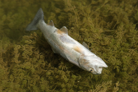 dead trout floating belly up in the water above some water plantsの写真素材