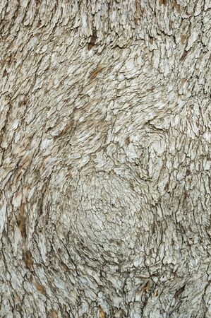 cedar of lebanon tree bark background textureの写真素材