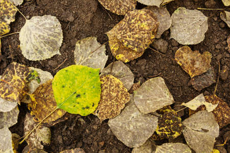 a green and yellow aspen leaf on the ground with other brown leaves in the autumnの写真素材