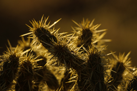 backlit cholla cactus spine detail with dark background