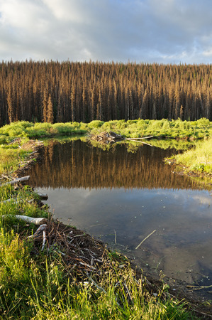 beaver dam and pond with lodge with dead trees in the backgroundの写真素材