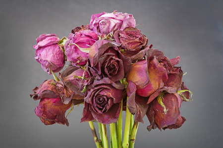 a bunch of old dead dried red and pink roses with gray backgroundの写真素材