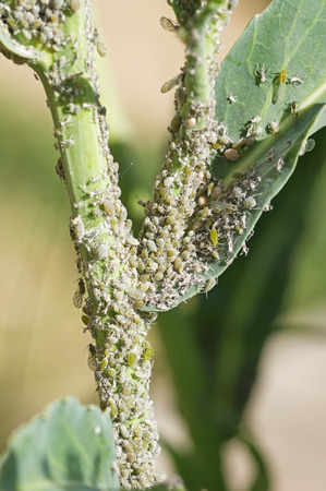 a garden plant covered in an aphid pest infestationの写真素材