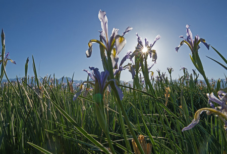 sunflare behind wild iris flower in a meadowの写真素材