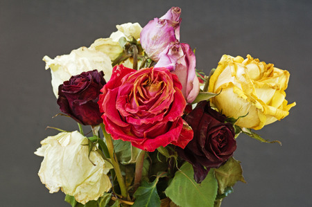 a bouquet of old dried wilted roses with a gray backgroundの写真素材