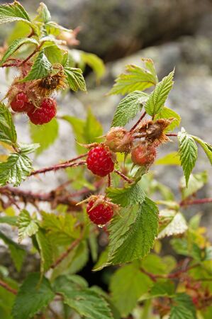 wild raspberry growing on a plant recently wetted by rainの写真素材