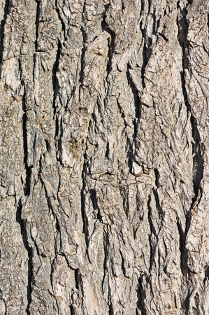 mature cottonwood tree bark background texture imageの写真素材
