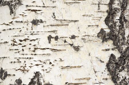 photo of aspen tree bark background textureの写真素材