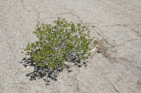 plant grows up through crack in old asphalt pavementの写真素材