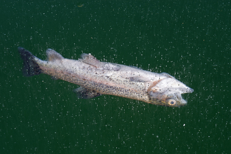 dead trout frozen in the ice on the surface of a mountain lakeの写真素材