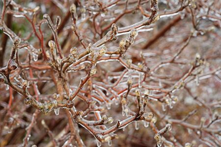 bare branches covered with ice from a winter stormの写真素材