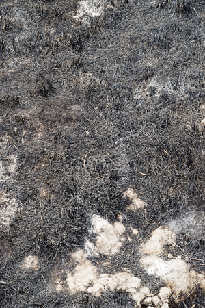 ground that has been burned by the Pleasant Fire wildfire with charred grassesの写真素材