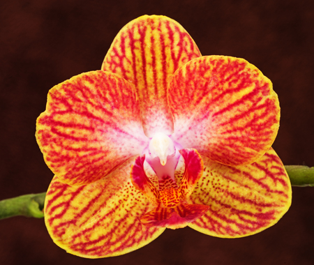 yellow pink and red phalaenopsis orchid flower on brown backgroundの写真素材