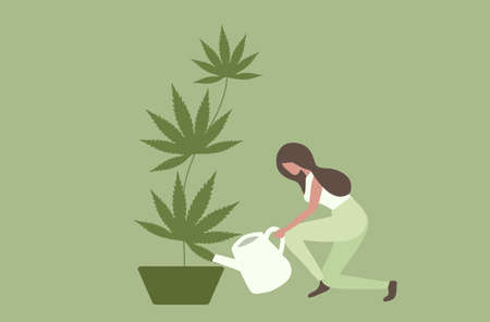 Woman watering marijuana plant, cannabis, marijuana leaves for medical use vector illustrationのイラスト素材