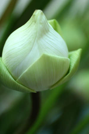White lotus bud on green background. Shallow depth of field.の写真素材