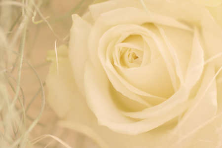 White rose flowerの写真素材