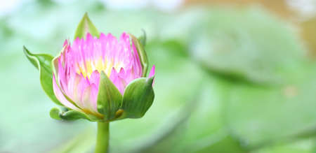 Pink lotus flower in the pond with green leaf as background.の写真素材
