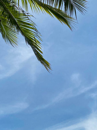 Palm leaves on blue sky in summerの写真素材