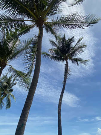 Coconut palm trees on blue sky in summerの写真素材
