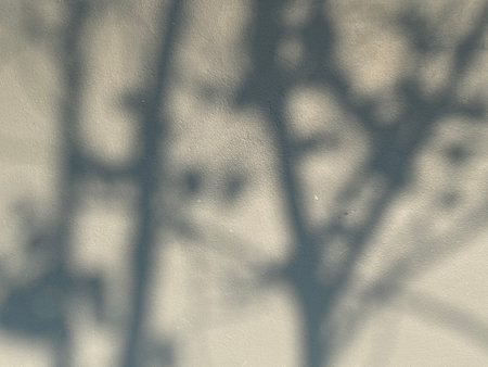 shadow of tree on white cement wall,abstract background for design
