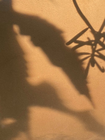 Shadow of a shadow of a palm tree on a brown background.の写真素材