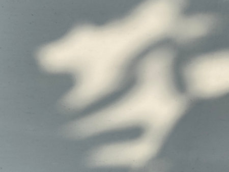 Shadow of a tree branch on a white wall. Abstract background.