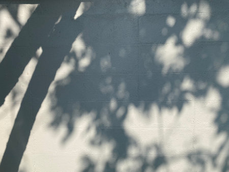 shadow of tree branches on a white concrete wall in the shade of the treeの写真素材