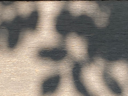 Shadow of leaf on wood texture background for design with copy space for text or image.の写真素材