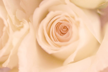 close up of white rose in soft color and blur style for backgroundの写真素材